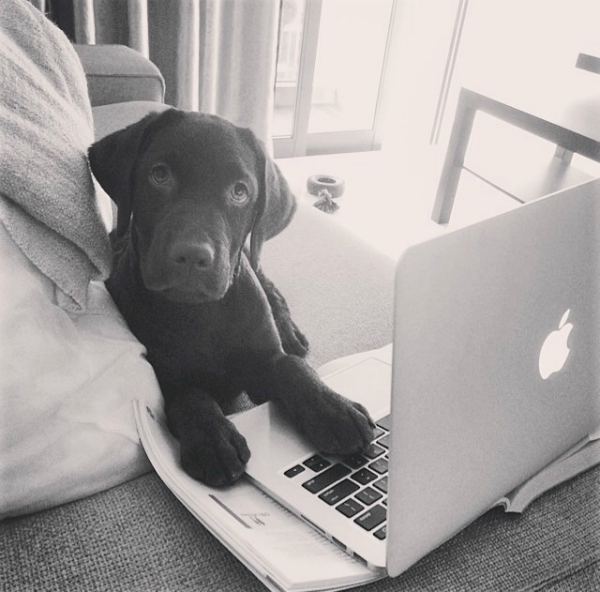 Illustration de l'article : 24 adorables chiens qui préfèrent passer la journée au lit ! 