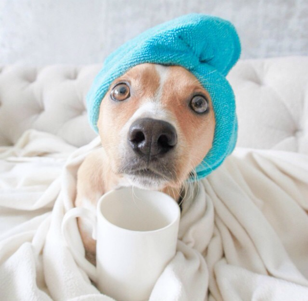 Illustration de l'article : 24 adorables chiens qui préfèrent passer la journée au lit ! 