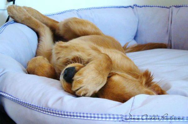 Illustration de l'article : 24 adorables chiens qui préfèrent passer la journée au lit ! 