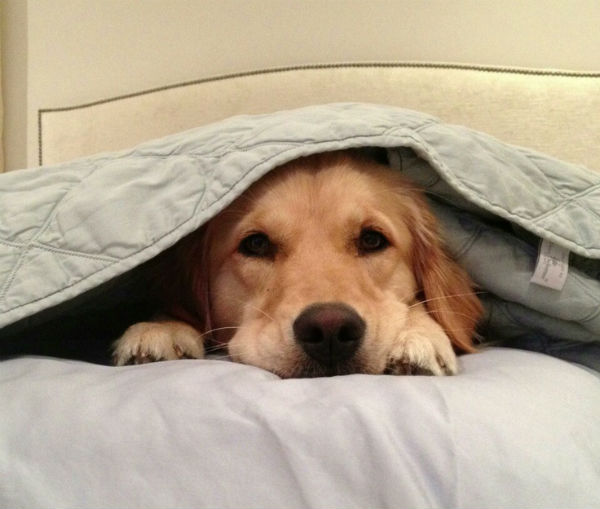 Illustration de l'article : 24 adorables chiens qui préfèrent passer la journée au lit ! 