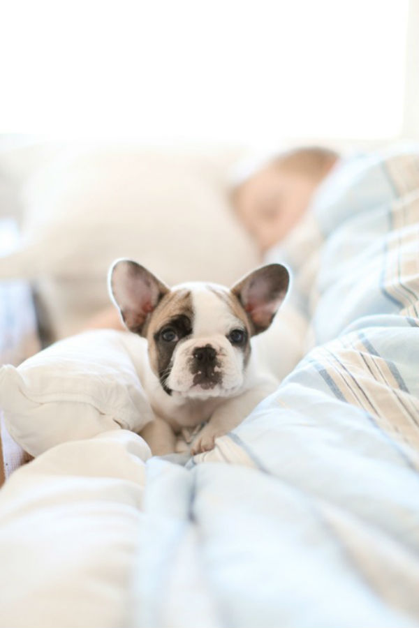 Illustration de l'article : 24 adorables chiens qui préfèrent passer la journée au lit ! 