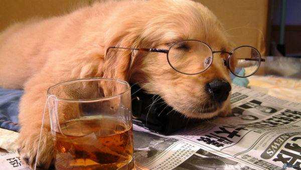 Illustration de l'article : 24 adorables chiens qui préfèrent passer la journée au lit ! 