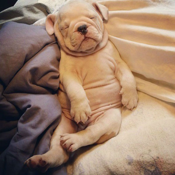 Illustration de l'article : 24 adorables chiens qui préfèrent passer la journée au lit ! 