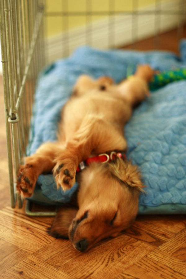 Illustration de l'article : 24 adorables chiens qui préfèrent passer la journée au lit ! 