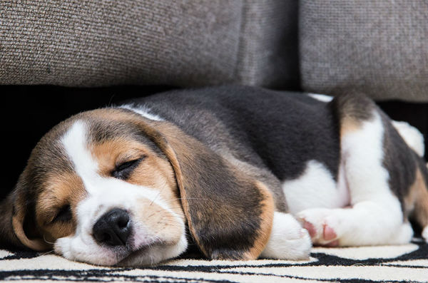 Illustration de l'article : 24 adorables chiens qui préfèrent passer la journée au lit ! 