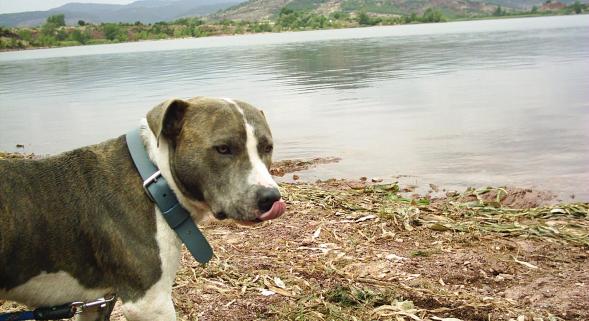 Illustration de l'article : Amiens : Procès de l’homme accusé d’avoir empoisonné le chien Eko en mars dernier