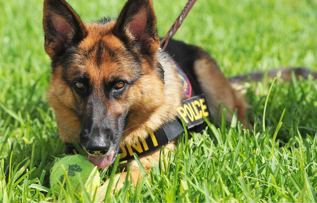 Illustration de l'article : Angers (49) : Un chien de la police trouve 9 kg de drogue pendant sa… pause pipi !