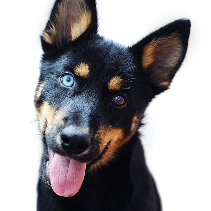 20 Chiens Splendides Aux Yeux Vairons De Couleurs