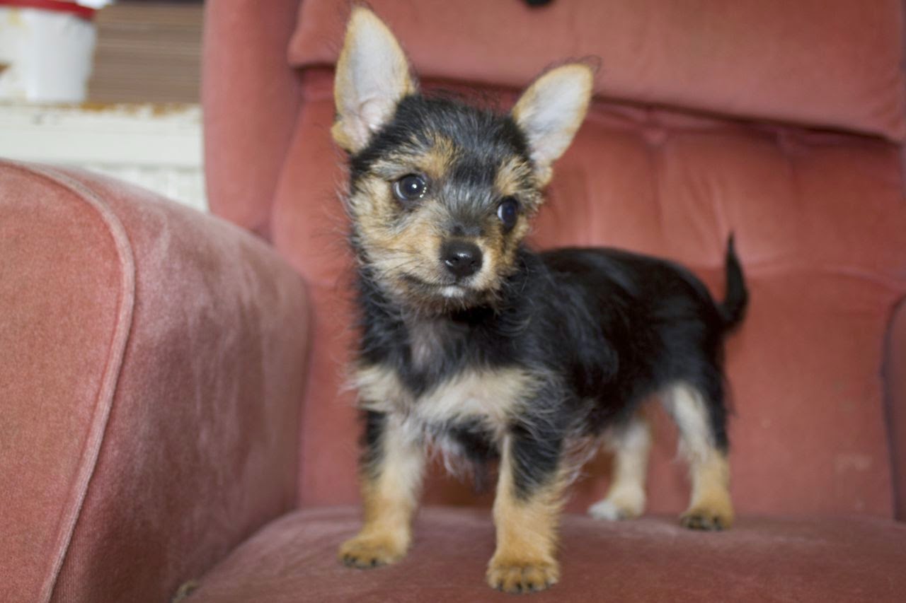 19 Superbes Photos De Yorkshire Terriers Croisés