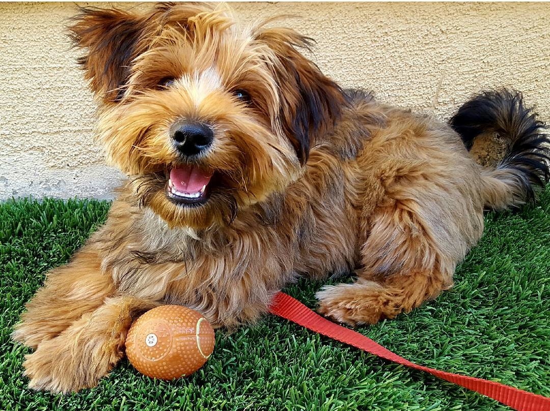 19 Superbes Photos De Yorkshire Terriers Croisés