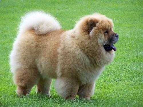 Aux Etats Unis Ces 10 Races De Chiens Sont Les Hantises Des