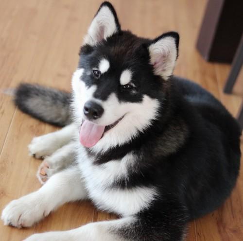 Aux Etats Unis Ces 10 Races De Chiens Sont Les Hantises Des
