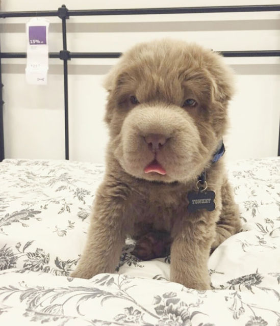 Illustration de l'article : 14 chiots ressemblant à des oursons !