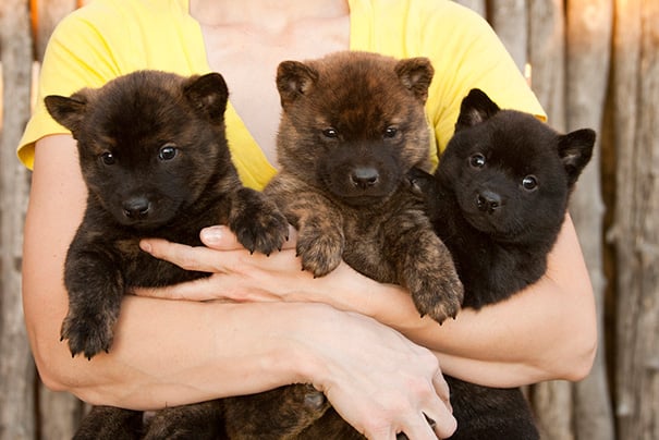 Illustration de l'article : 14 chiots ressemblant à des oursons !