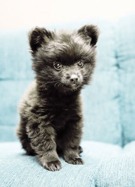 Illustration de l'article : 14 chiots ressemblant à des oursons !