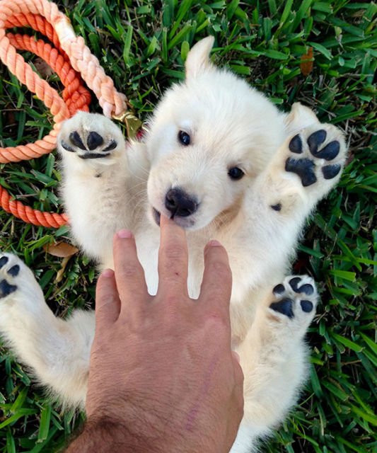 Illustration de l'article : 14 chiots ressemblant à des oursons !