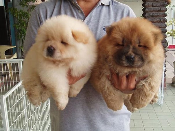 Illustration de l'article : 14 chiots ressemblant à des oursons !