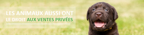 Illustration de l'article : Bon plan : Des ventes privées destinées à nos amis les chiens !