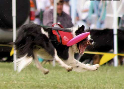 Illustration de l'article : 14 chiens qui devraient faire autre chose que du frisbee
