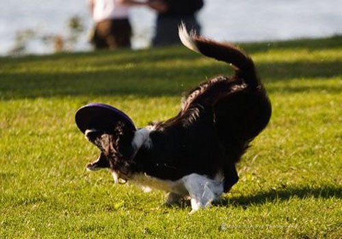 Illustration de l'article : 14 chiens qui devraient faire autre chose que du frisbee