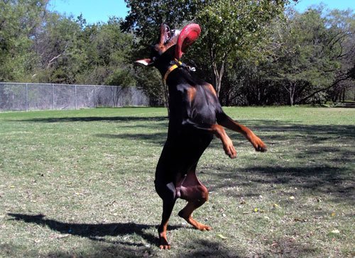 Illustration de l'article : 14 chiens qui devraient faire autre chose que du frisbee