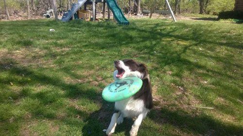 Illustration de l'article : 14 chiens qui devraient faire autre chose que du frisbee