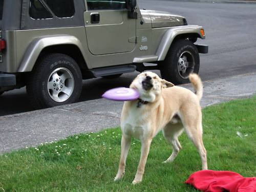 Illustration de l'article : 14 chiens qui devraient faire autre chose que du frisbee
