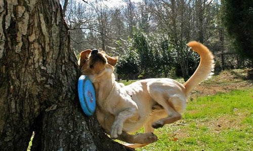Illustration de l'article : 14 chiens qui devraient faire autre chose que du frisbee