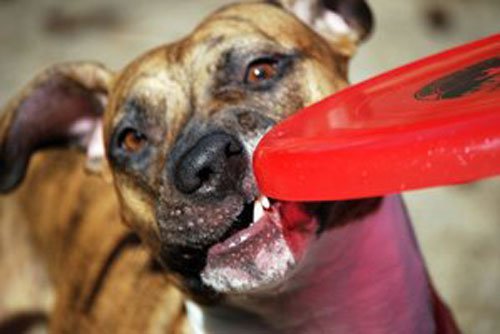 Illustration de l'article : 14 chiens qui devraient faire autre chose que du frisbee
