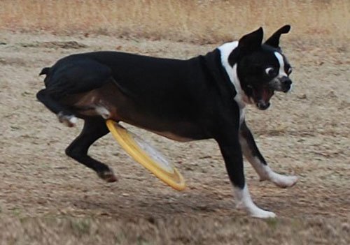 Illustration de l'article : 14 chiens qui devraient faire autre chose que du frisbee