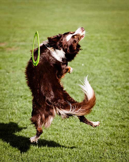 Illustration de l'article : 14 chiens qui devraient faire autre chose que du frisbee