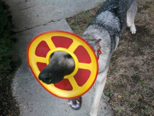 Illustration de l'article : 14 chiens qui devraient faire autre chose que du frisbee