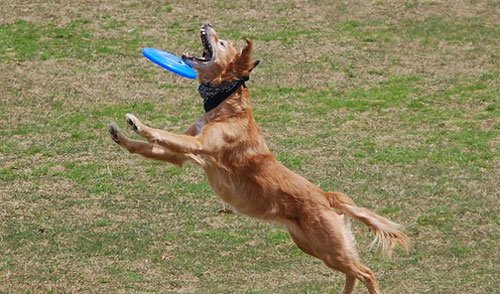 Illustration de l'article : 14 chiens qui devraient faire autre chose que du frisbee