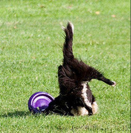 Illustration de l'article : 14 chiens qui devraient faire autre chose que du frisbee