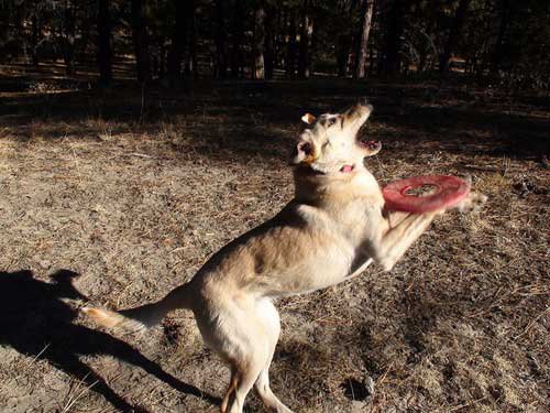 Illustration de l'article : 14 chiens qui devraient faire autre chose que du frisbee