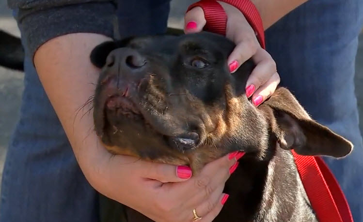 Illustration de l'article : Texas : Un chien poignardé à travers la grille par un inconnu