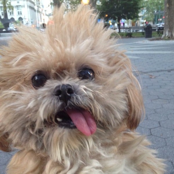 Illustration de l'article : Certains trouveront ces 12 chiens bizarres, mais ils sont parfaits aux yeux de leurs familles