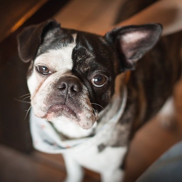 Illustration de l'article : Certains trouveront ces 12 chiens bizarres, mais ils sont parfaits aux yeux de leurs familles