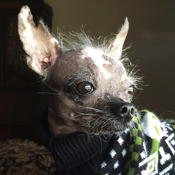 Illustration de l'article : Certains trouveront ces 12 chiens bizarres, mais ils sont parfaits aux yeux de leurs familles