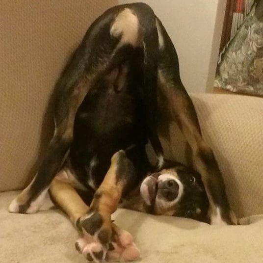 Illustration de l'article : Certains trouveront ces 12 chiens bizarres, mais ils sont parfaits aux yeux de leurs familles