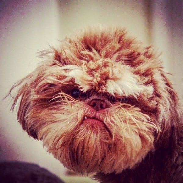 Illustration de l'article : Certains trouveront ces 12 chiens bizarres, mais ils sont parfaits aux yeux de leurs familles