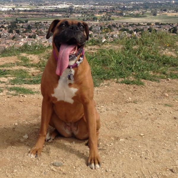 Illustration de l'article : Certains trouveront ces 12 chiens bizarres, mais ils sont parfaits aux yeux de leurs familles