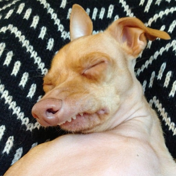 Illustration de l'article : Certains trouveront ces 12 chiens bizarres, mais ils sont parfaits aux yeux de leurs familles