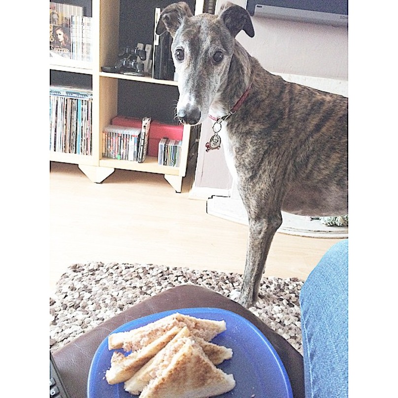 Illustration de l'article : 16 chiens qui n’attendent qu’une seule chose : votre repas !