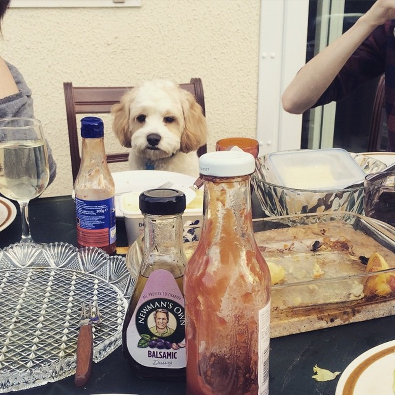 Illustration de l'article : 16 chiens qui n’attendent qu’une seule chose : votre repas !