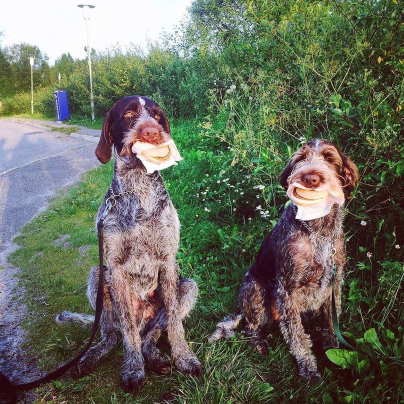 Illustration de l'article : 16 chiens qui n’attendent qu’une seule chose : votre repas !