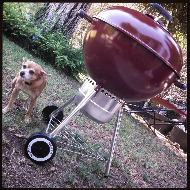 Illustration de l'article : 16 chiens qui n’attendent qu’une seule chose : votre repas !