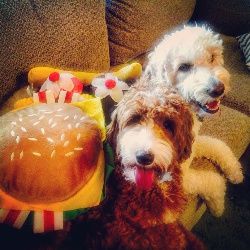 Illustration de l'article : 16 chiens qui n’attendent qu’une seule chose : votre repas !