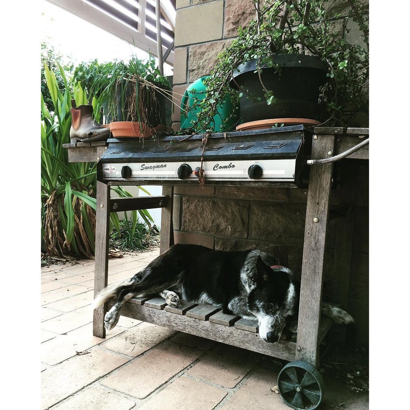 Illustration de l'article : 16 chiens qui n’attendent qu’une seule chose : votre repas !