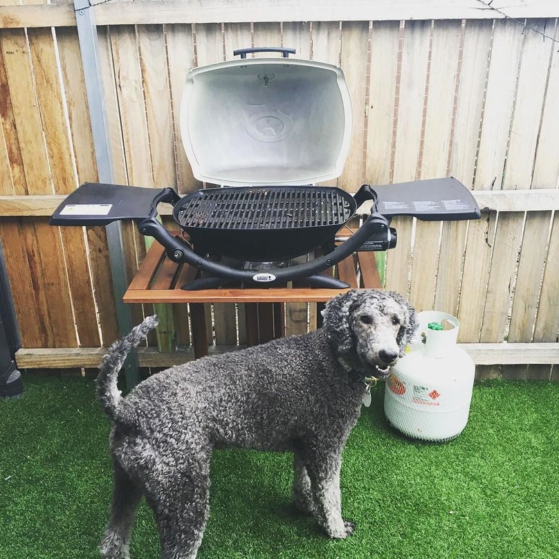 Illustration de l'article : 16 chiens qui n’attendent qu’une seule chose : votre repas !